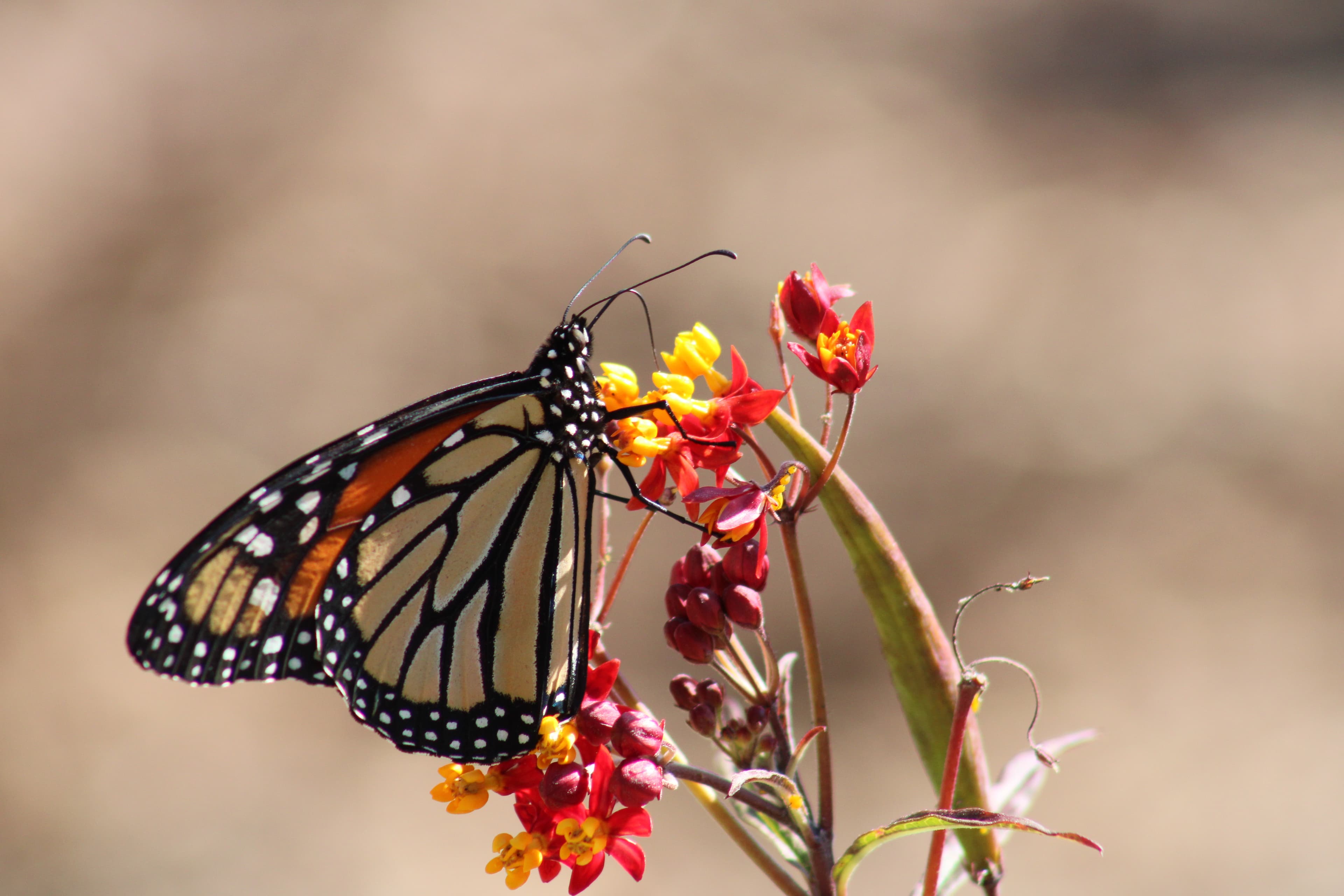 Monarch · California