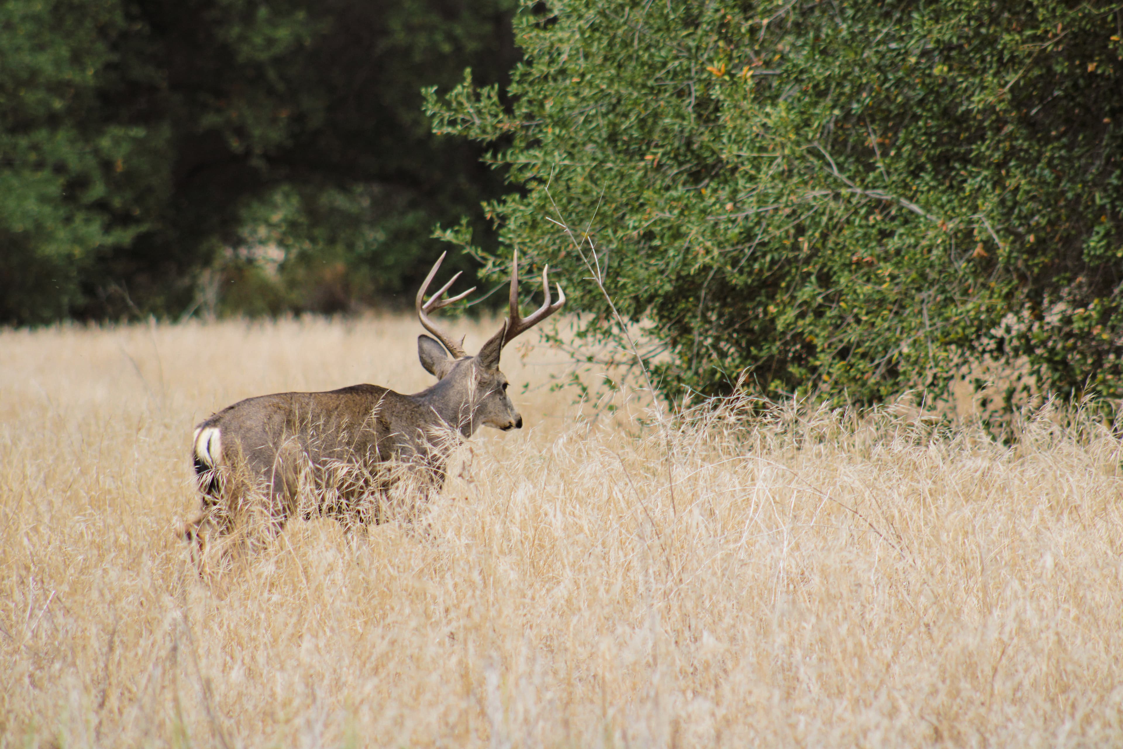 Mule deer · California